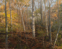 831 Into the Woods 24x30